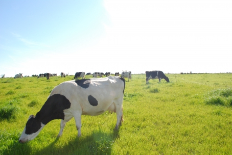 Doenças diminuem produtividade da pecuária nacional