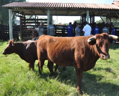 Veterinários tiveram aula prática de interpretação de teste de tuberculose em bovinos