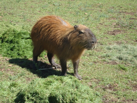 Entre os tipos de animais que poderão ser estudados estão as capivaras