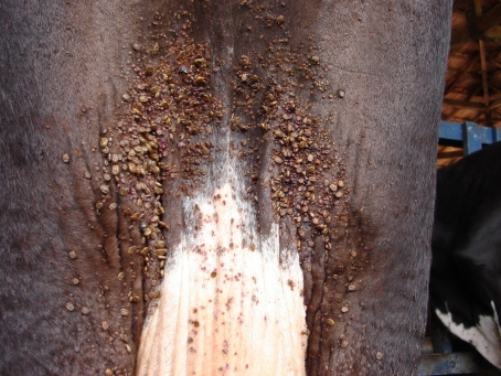 Infestação por carrapatos prejudica produtores