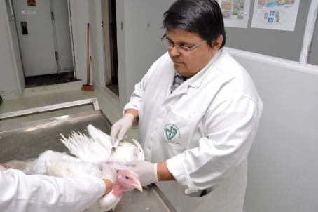Benito no Laboratório de Saúde das Aves do IPVDF