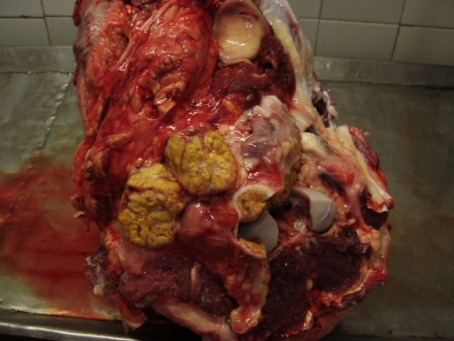 Bovino com tuberculose