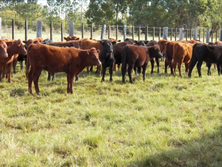 Bovinos da raça Angus criados em campo nativo