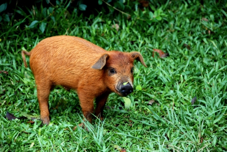 Fepagro Saúde Animal vai se adequar para realizar diagnóstico de disenteria suína.