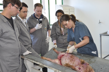 Participantes observaram técnicas de necrópsia em suínos