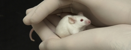 Um rato de laboratório protegido pelas mãos de um cientista