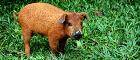 Filhote de porco no gramado