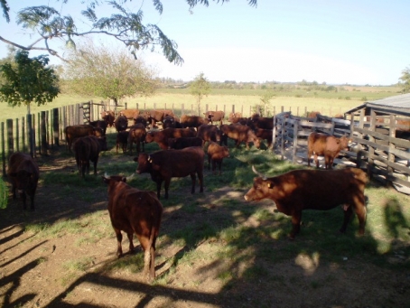 gado reunido na propriedade rural