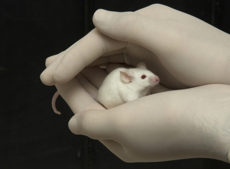 ratinho de laboratório em uma mão com luvas