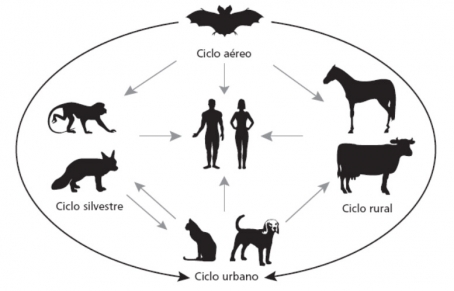 Desenho esquemático que indica a transmissão da raiva por diversos tipos de vetores: humanos, morcegos, gatos, cachorros, bois etc