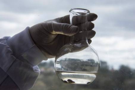 Carrapatos submetidos a teste do biocarrapaticidograma