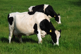 Principais patologias de bovinos leiteiros serão abordadas