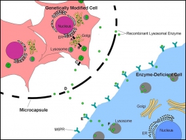 Estudo sobre “Microencapsulação de Células