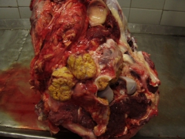 Bovino com tuberculose
