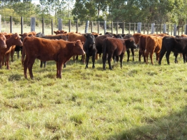 Bovinos da raça Angus criados em campo nativo