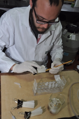 Pesquisador preparando testes com ovos de carrapatos