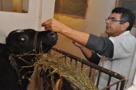 Pesquisador aplicando ovos de carrapato em uma vaca