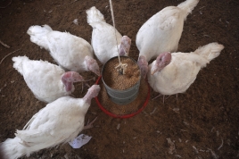 Seis perus se alimentam em um comedouro suspenso.