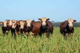 Vários bois e vacas da raça hereford num pasto
